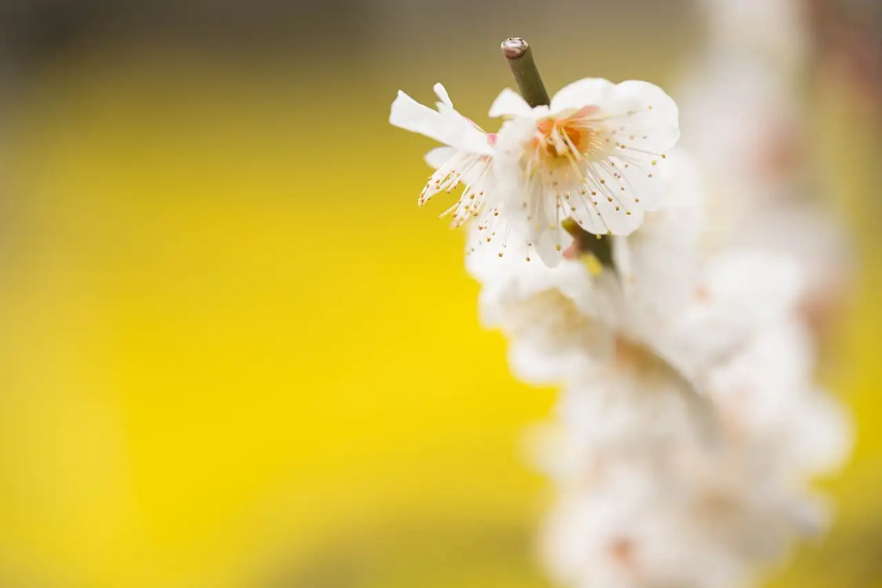 梅花 (Prunus mume) — 更多视角