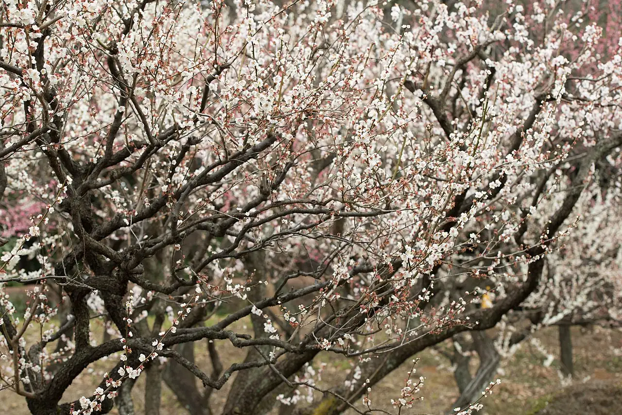 梅花 (Prunus mume) — 更多视角