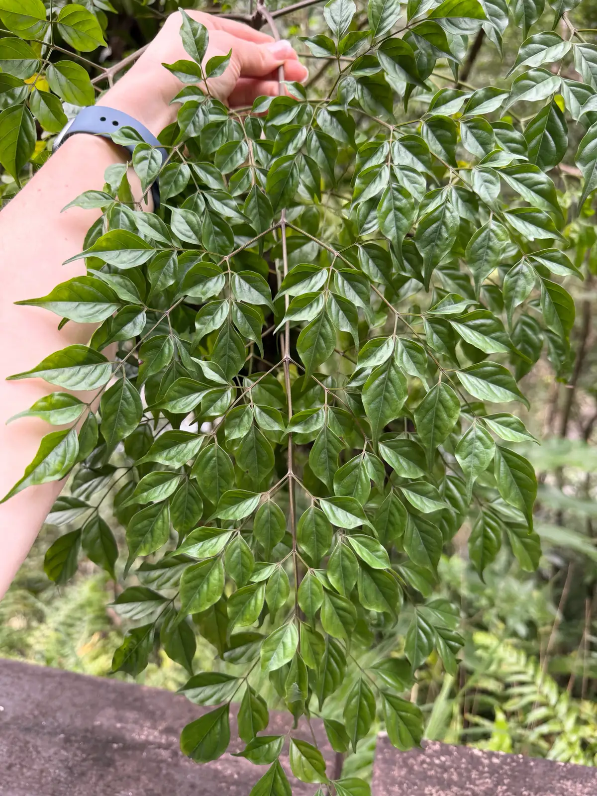 幸福树 (Radermachera sinica) — 更多视角