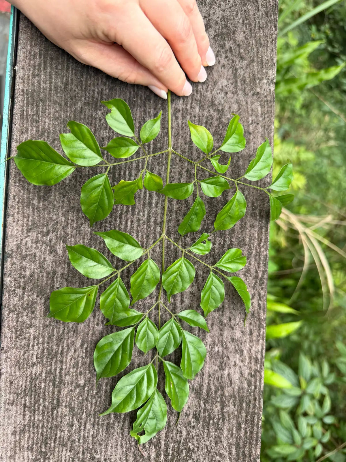 幸福树 (Radermachera sinica) — 更多视角