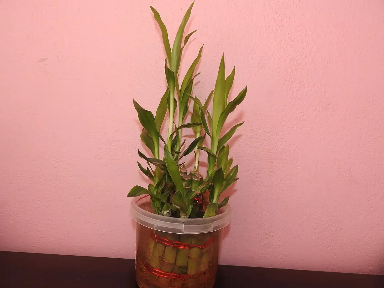 富贵竹 (Dracaena sanderiana) — 环境展示