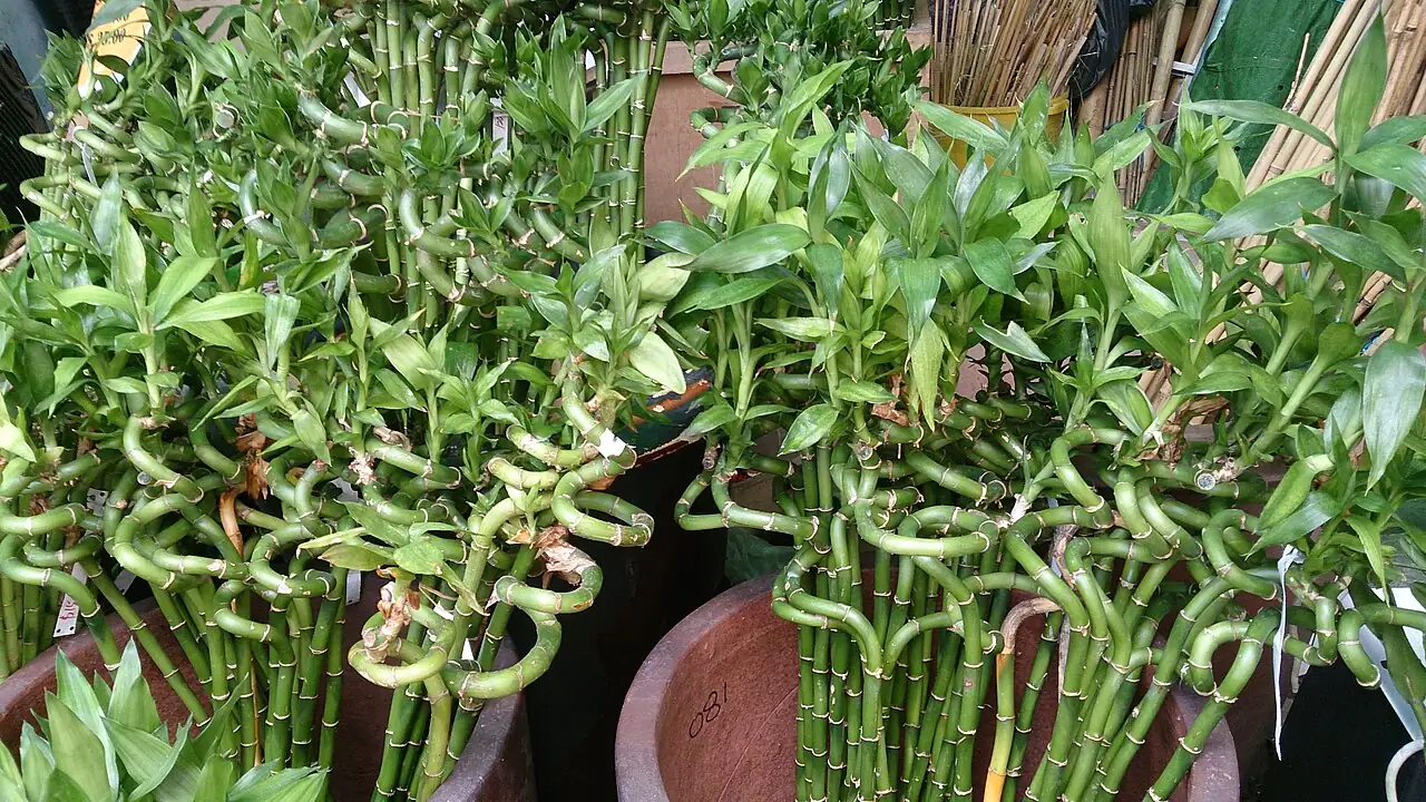 富贵竹 (Dracaena sanderiana) — 更多视角
