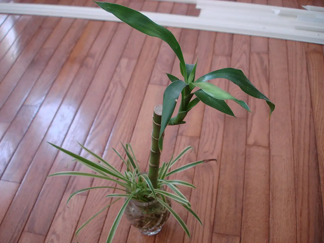 富贵竹 (Dracaena sanderiana) — 更多视角