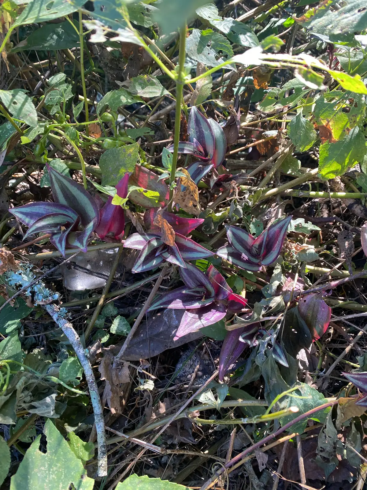 吊竹梅 (Tradescantia zebrina) — 主图