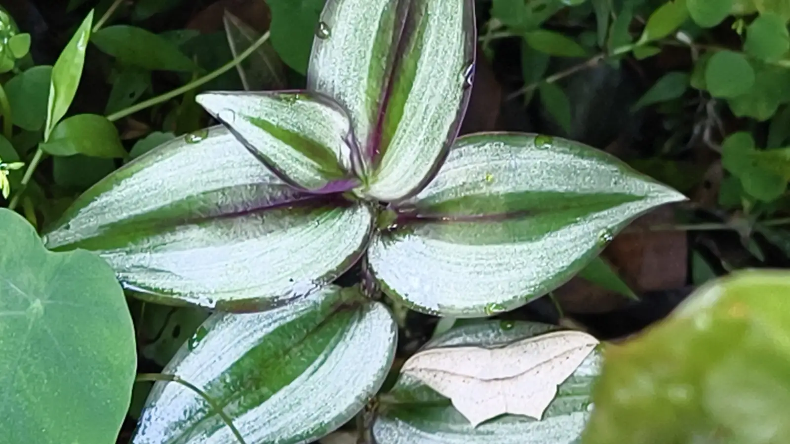 吊竹梅 (Tradescantia zebrina) — 更多视角
