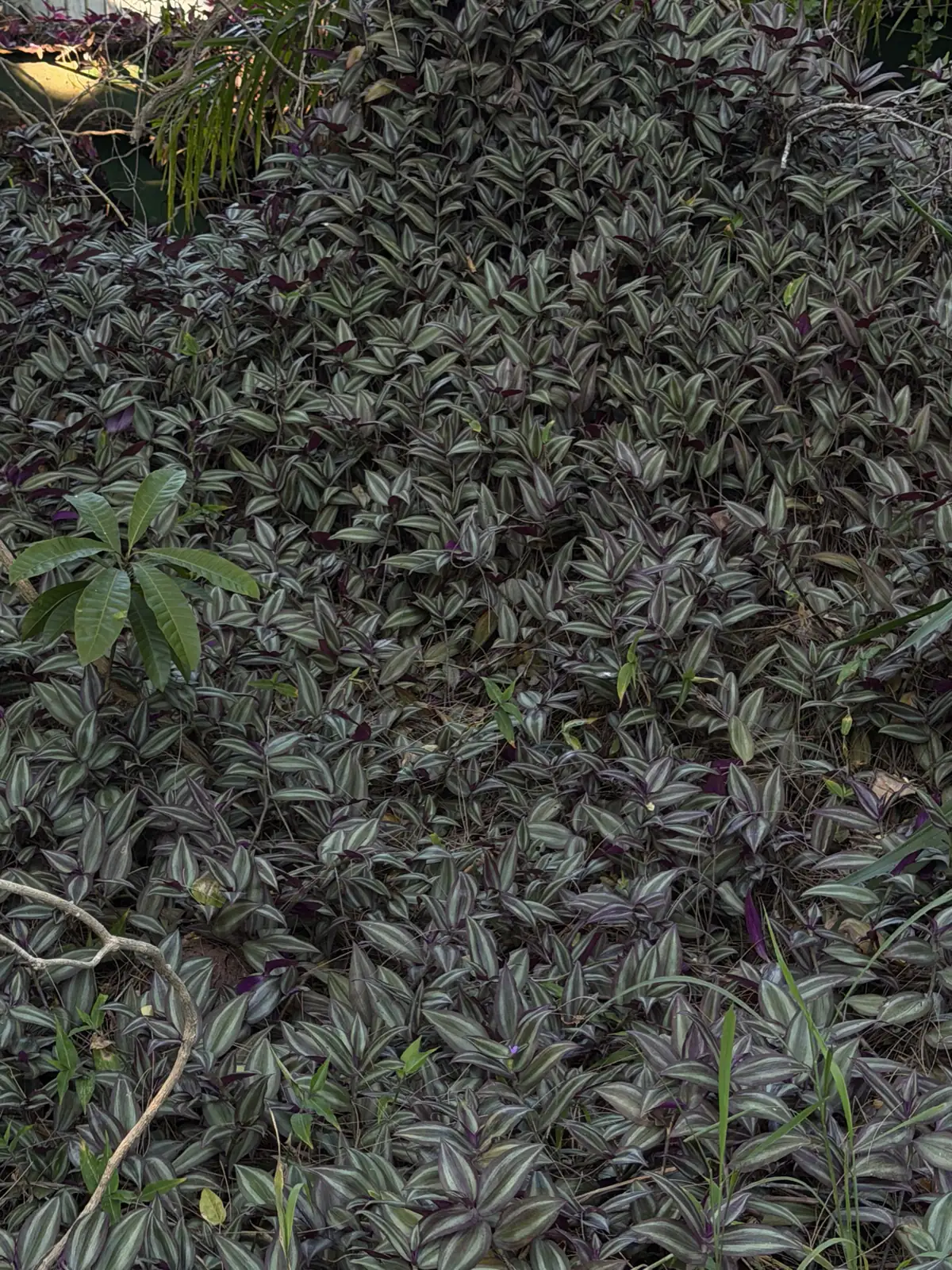 吊竹梅 (Tradescantia zebrina) — 更多视角