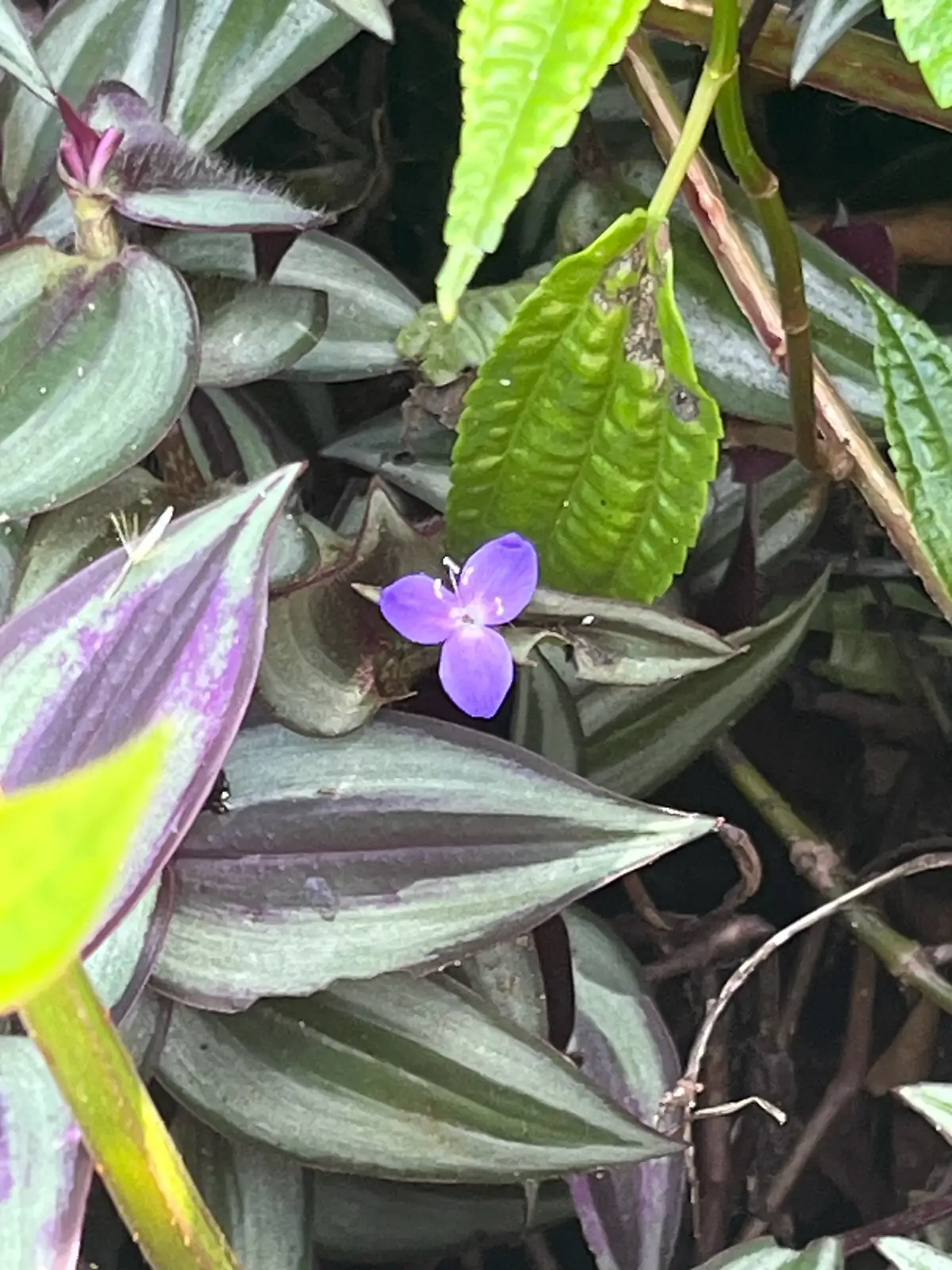 吊竹梅 (Tradescantia zebrina) — 环境展示