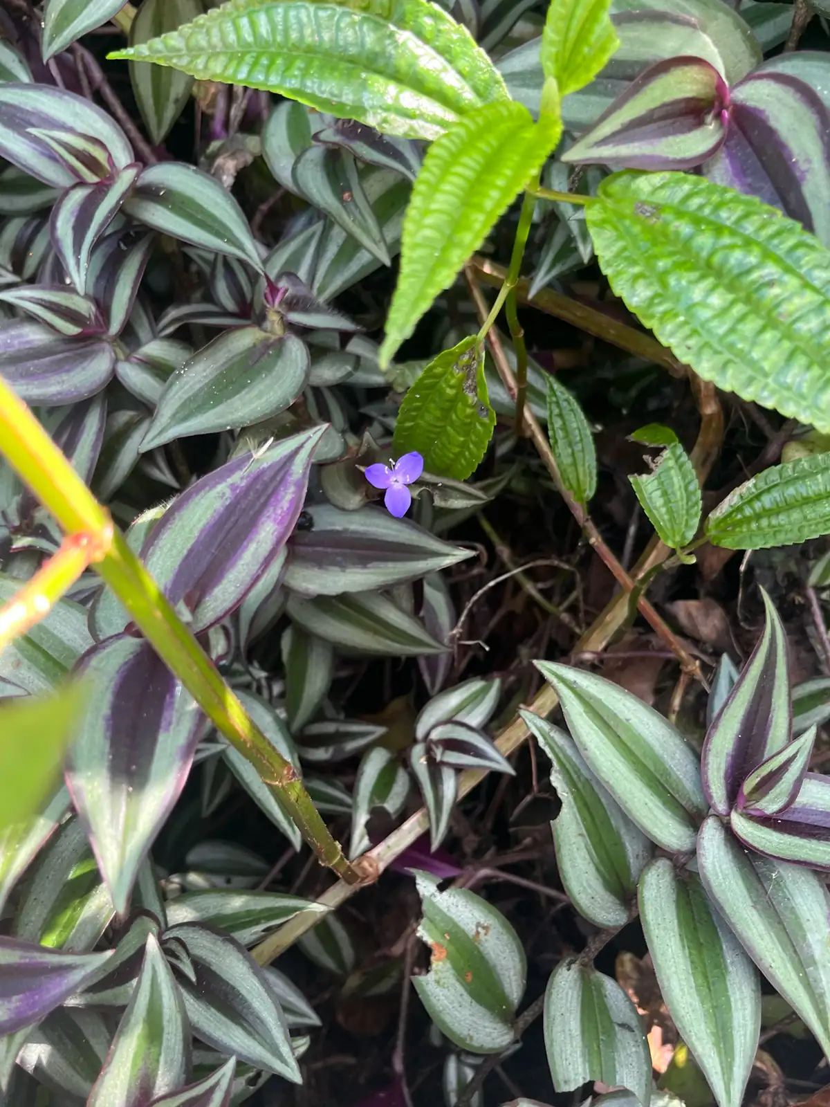 吊竹梅 (Tradescantia zebrina) — 特写
