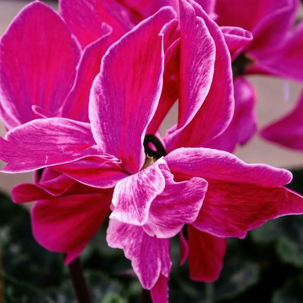 仙客来 (Cyclamen persicum) — 更多视角