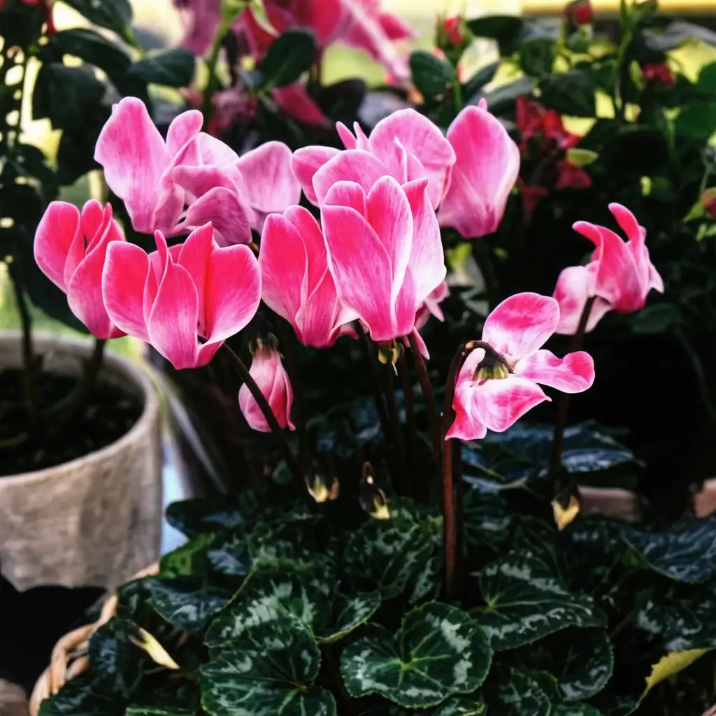 仙客来 (Cyclamen persicum) — 特写