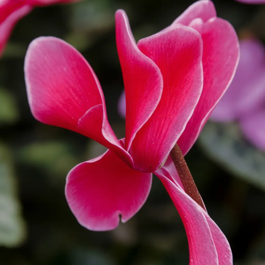 仙客来 (Cyclamen persicum) — 更多视角