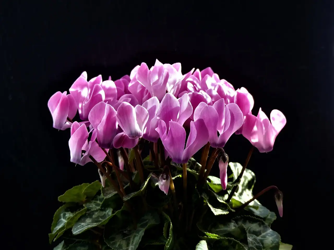 仙客来 (Cyclamen persicum) — 细节