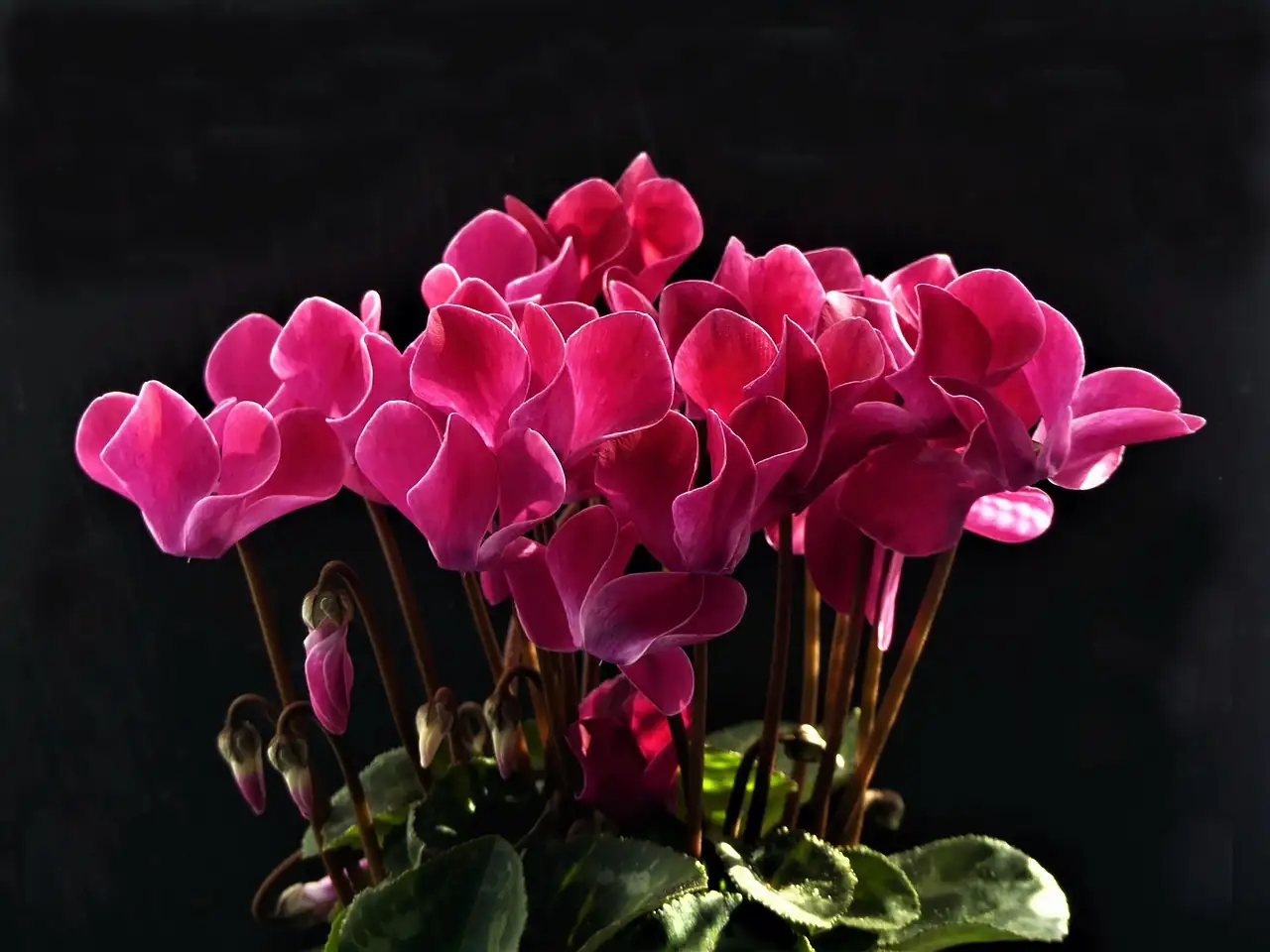 仙客来 (Cyclamen persicum) — 主图
