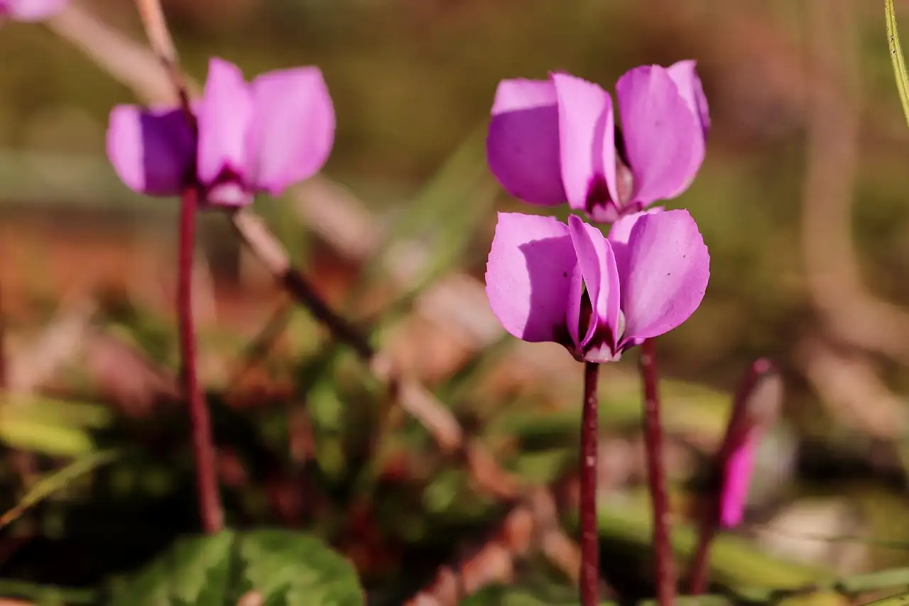 仙客来 (Cyclamen persicum) — 更多视角