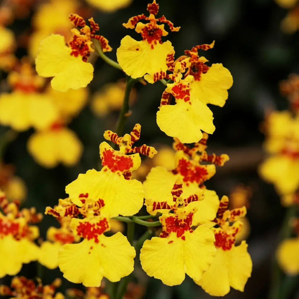 文心兰 (Oncidium spp. (incl. Oncidium horticultural hybrids; Oncidium Group)) — 主图