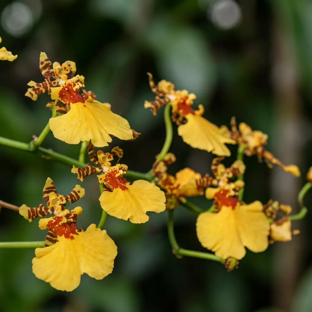 文心兰 (Oncidium spp. (incl. Oncidium horticultural hybrids; Oncidium Group)) — 特写