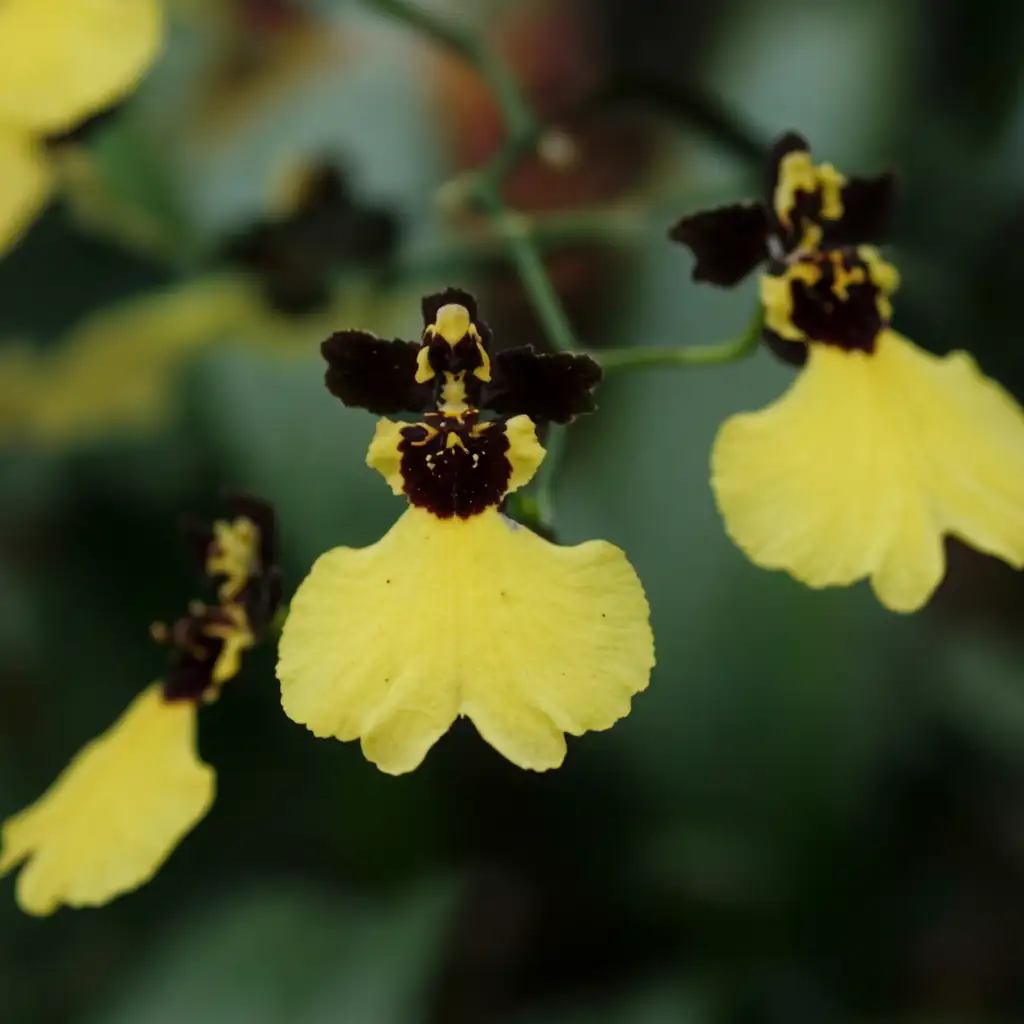文心兰 (Oncidium spp. (incl. Oncidium horticultural hybrids; Oncidium Group)) — 环境展示