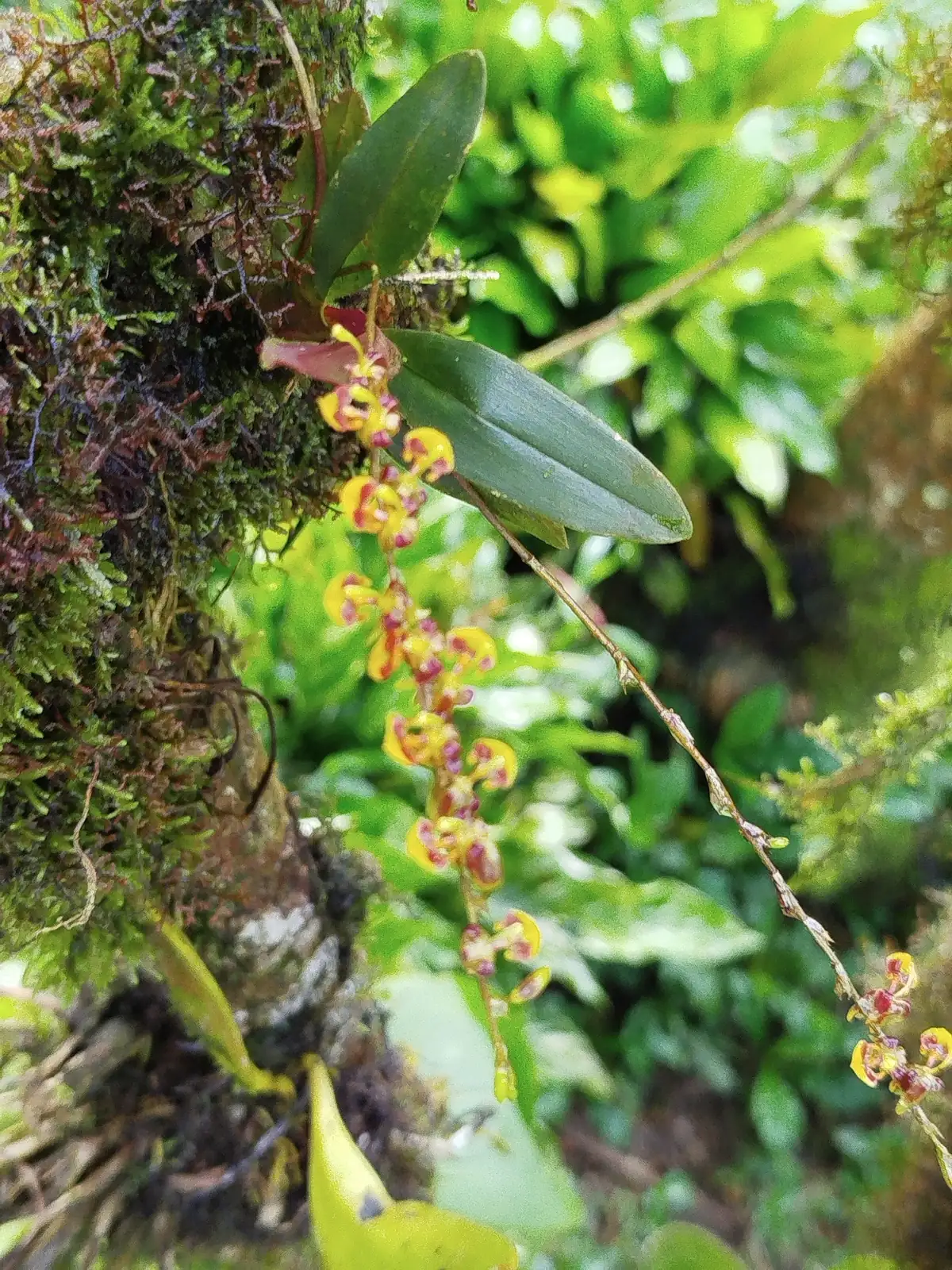 文心兰 (Oncidium spp. (incl. Oncidium horticultural hybrids; Oncidium Group)) — 更多视角