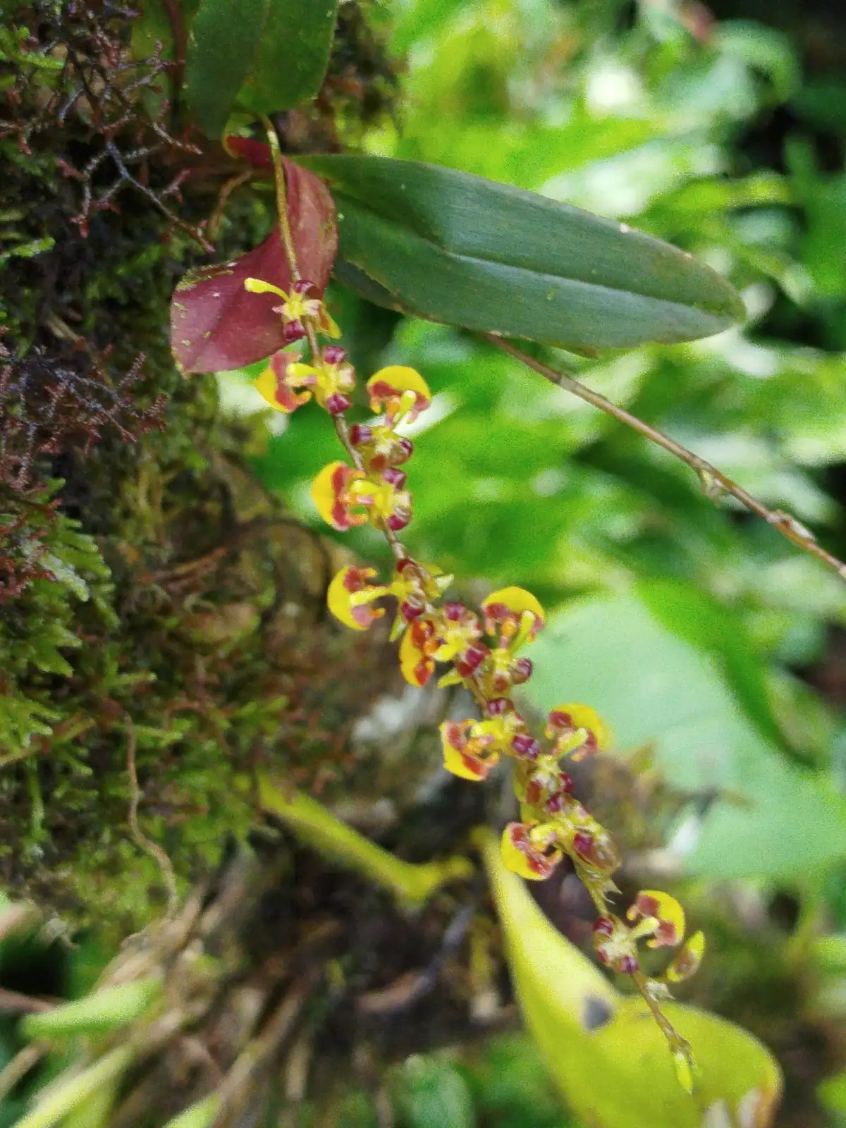 文心兰 (Oncidium spp. (incl. Oncidium horticultural hybrids; Oncidium Group)) — 更多视角