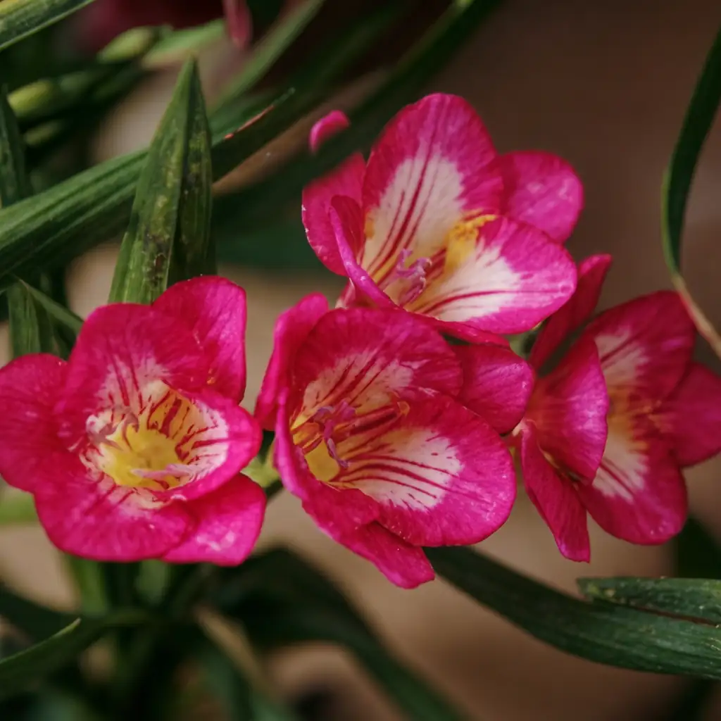 小苍兰 (Freesia × hybrida) — 主图
