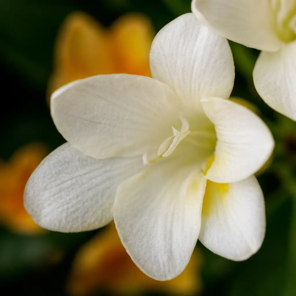 小苍兰 (Freesia × hybrida) — 环境展示