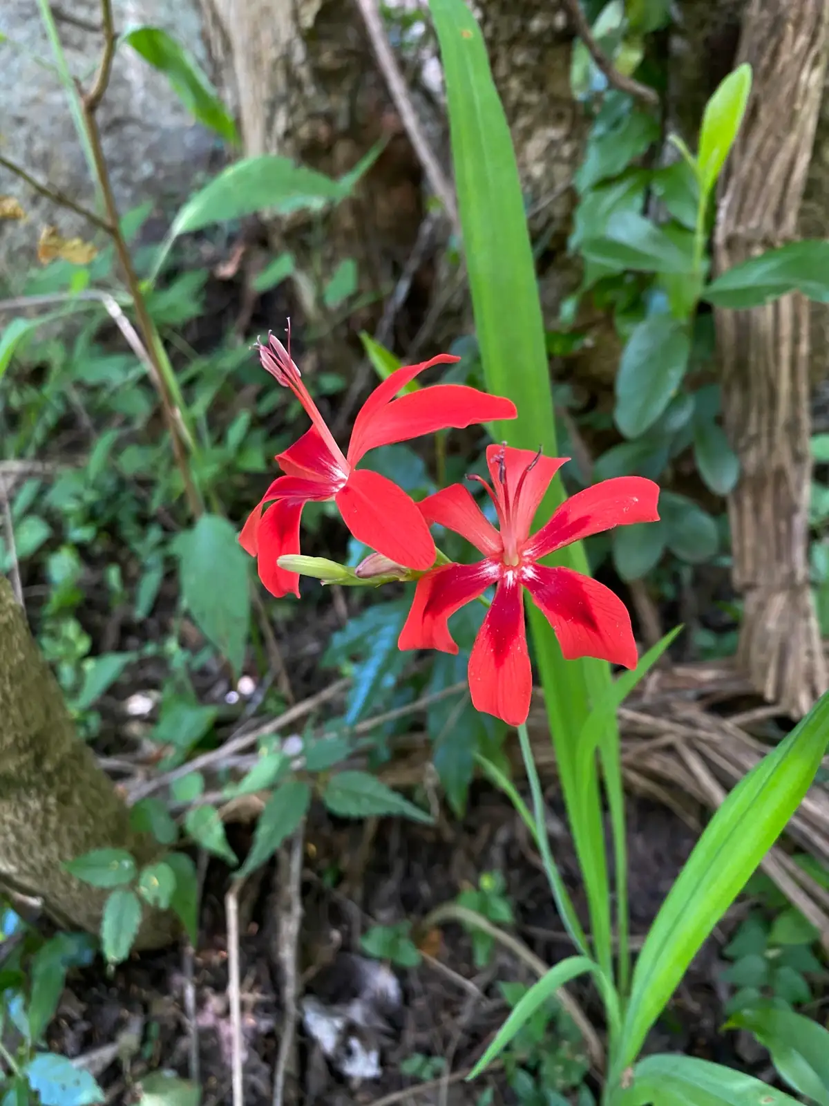 小苍兰 (Freesia × hybrida) — 更多视角