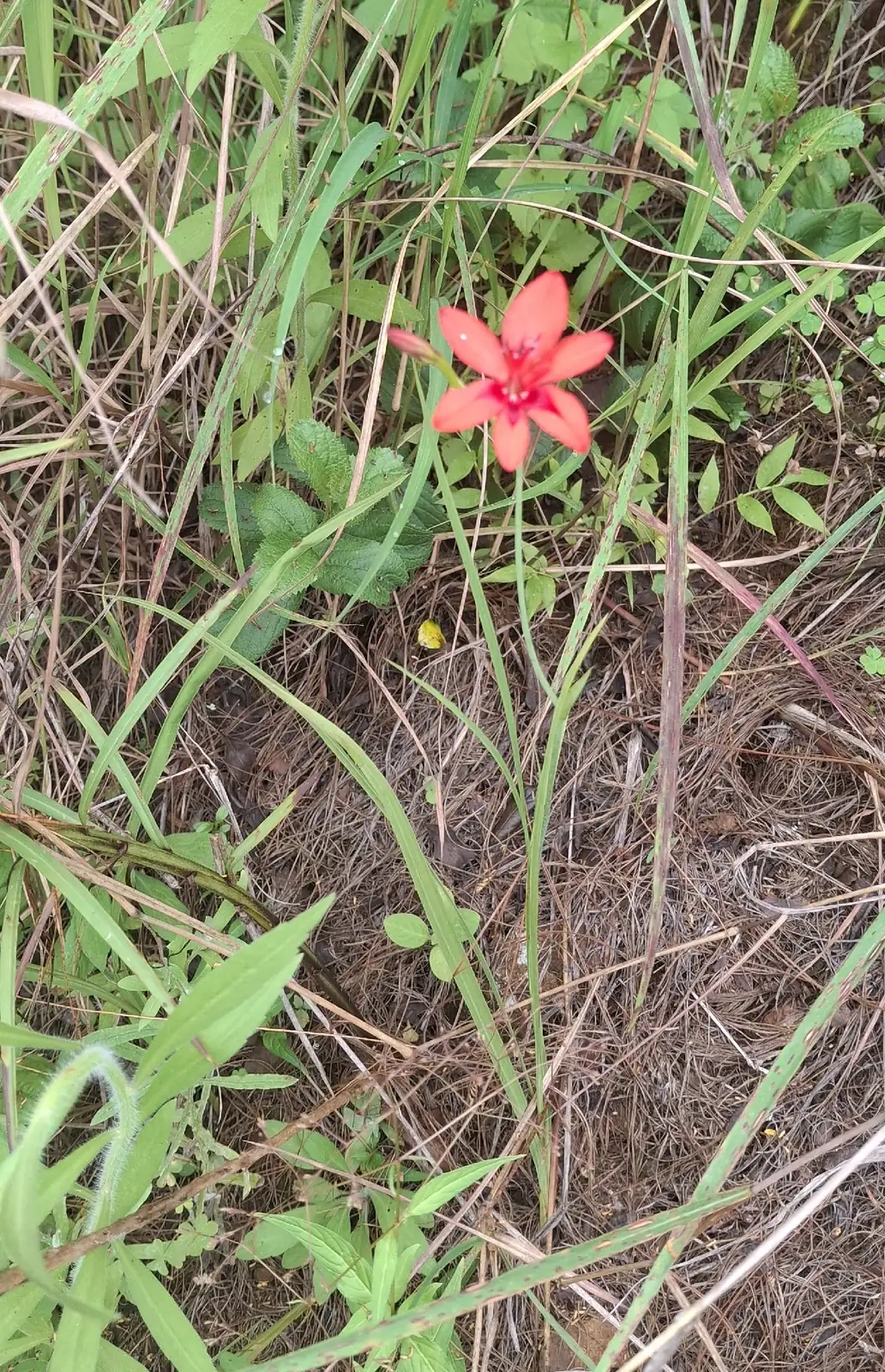 小苍兰 (Freesia × hybrida) — 更多视角