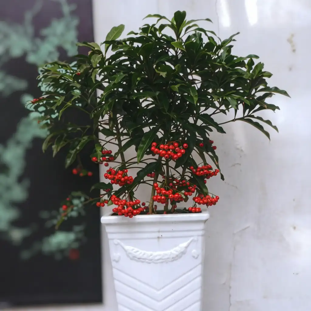 朱砂根 (Ardisia crenata) — 环境展示