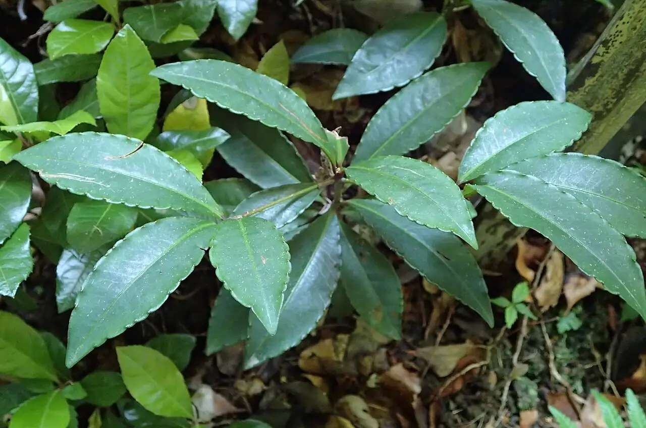 朱砂根 (Ardisia crenata) — 更多视角