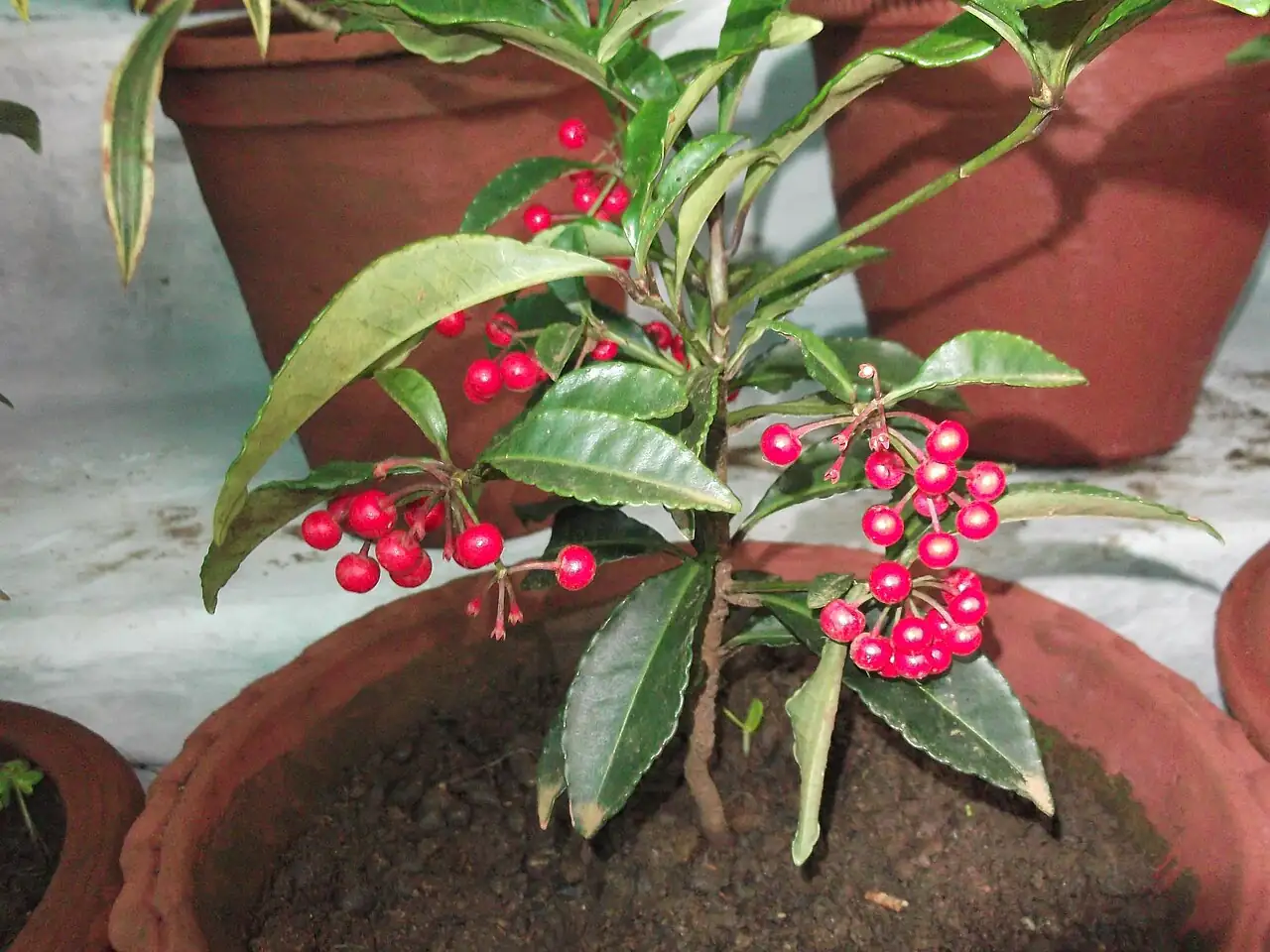 朱砂根 (Ardisia crenata) — 更多视角