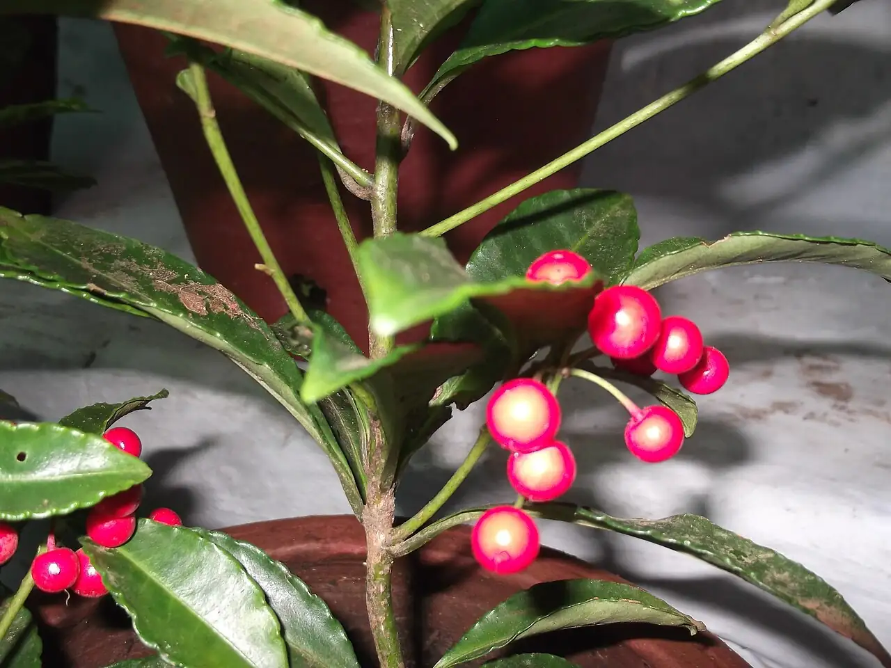 朱砂根 (Ardisia crenata) — 更多视角
