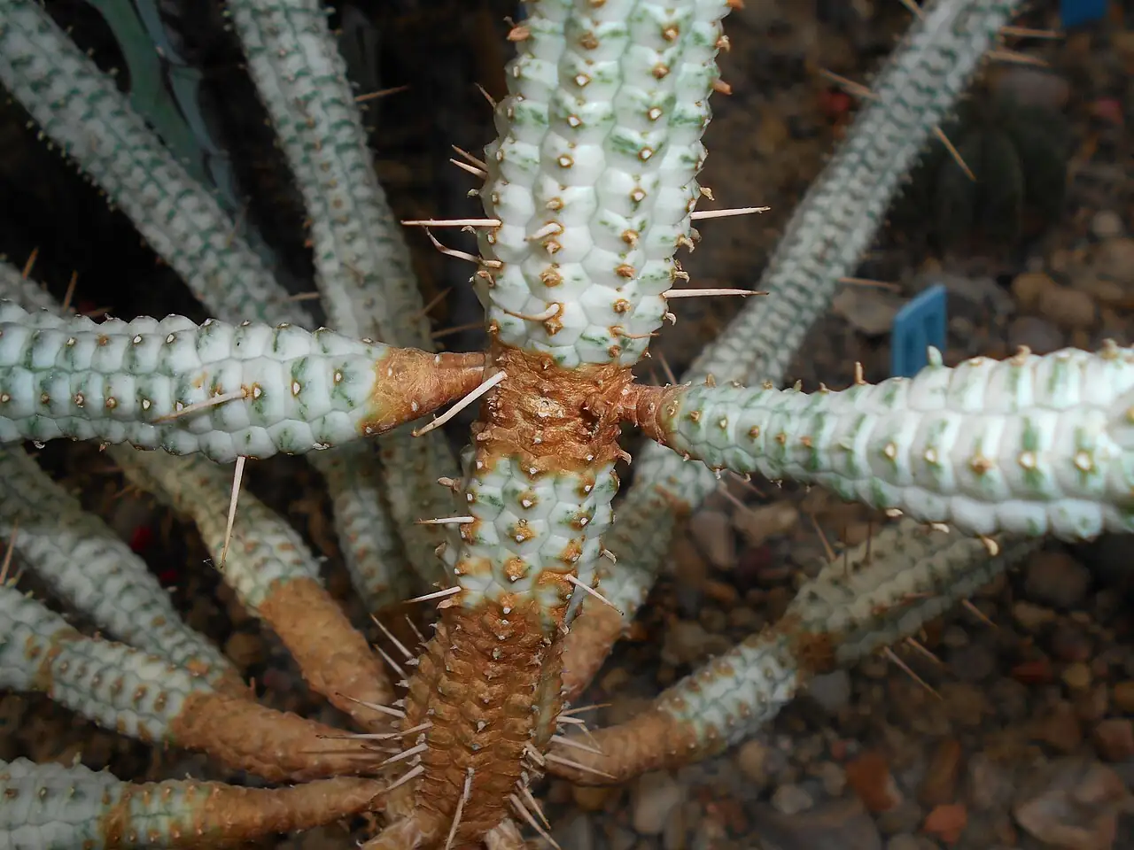 红彩阁 (Euphorbia mammillaris) — 主图