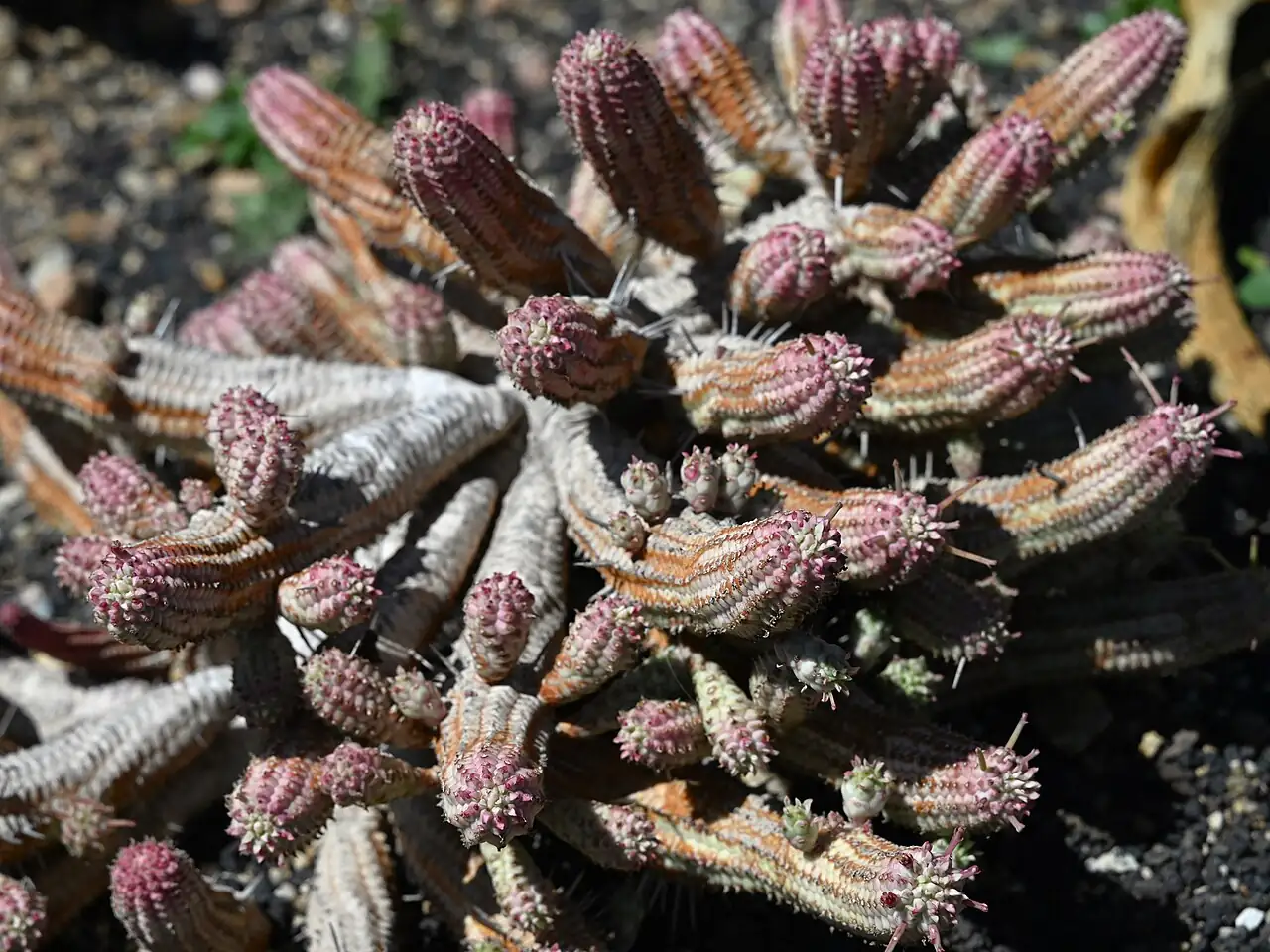红彩阁 (Euphorbia mammillaris) — 特写