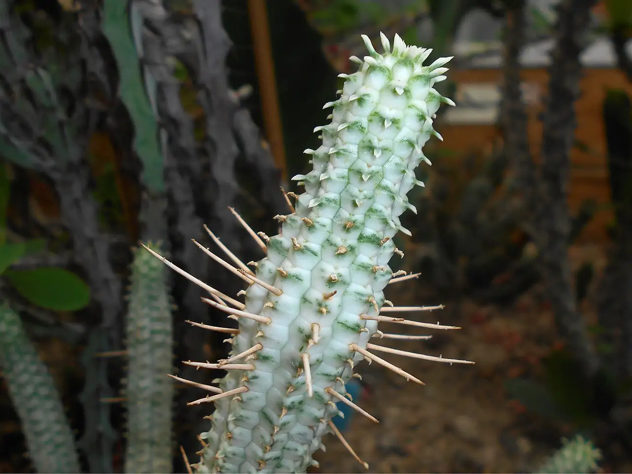 红彩阁 (Euphorbia mammillaris) — 环境展示