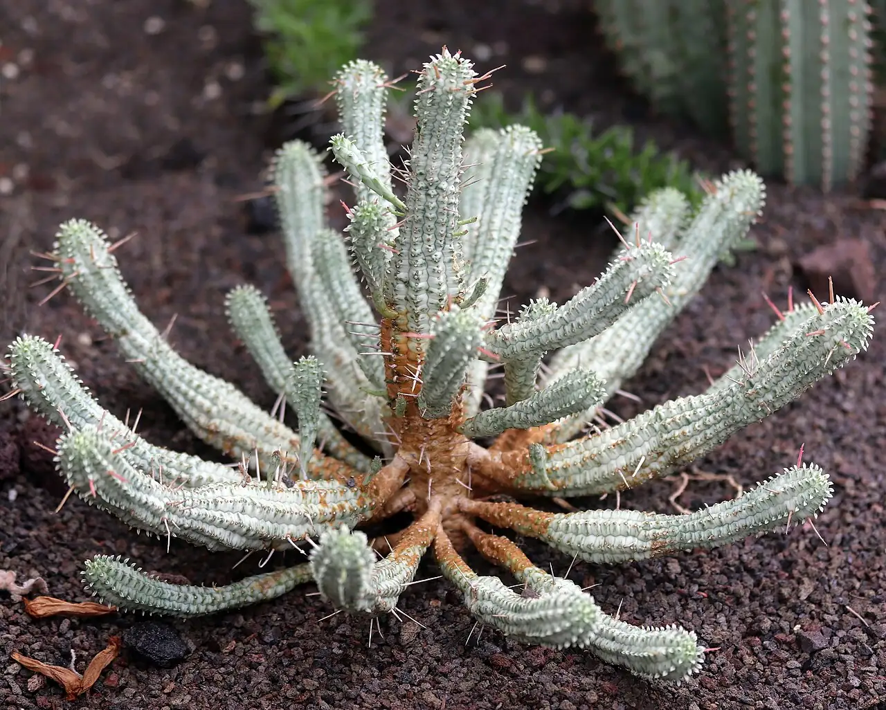 红彩阁 (Euphorbia mammillaris) — 更多视角