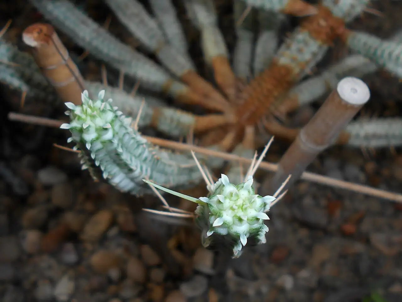 红彩阁 (Euphorbia mammillaris) — 更多视角