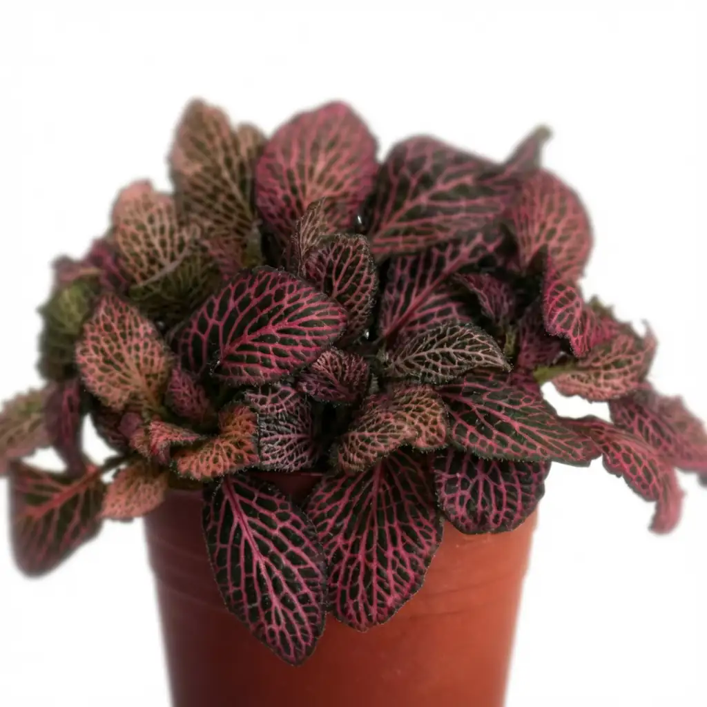 网纹草 (Fittonia albivenis) — 细节