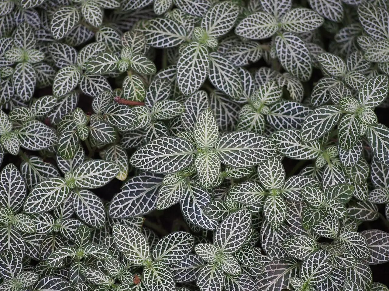 网纹草 (Fittonia albivenis) — 环境展示