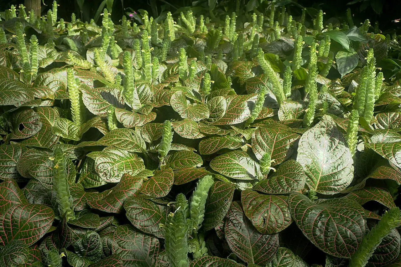 网纹草 (Fittonia albivenis) — 更多视角