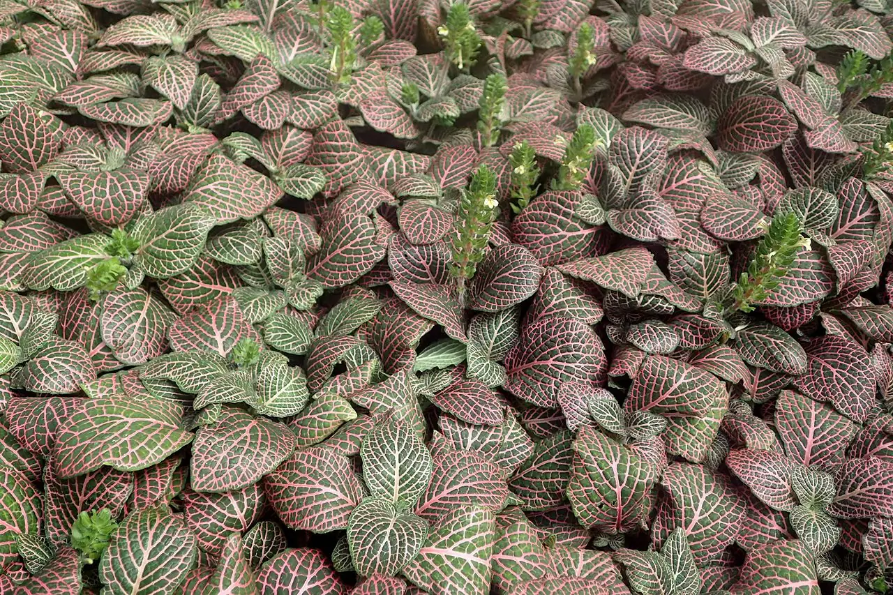 网纹草 (Fittonia albivenis) — 更多视角