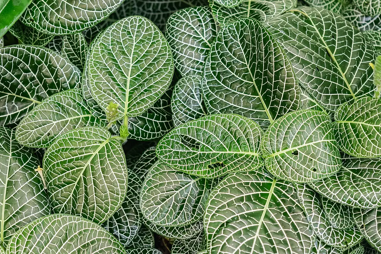 网纹草 (Fittonia albivenis) — 更多视角