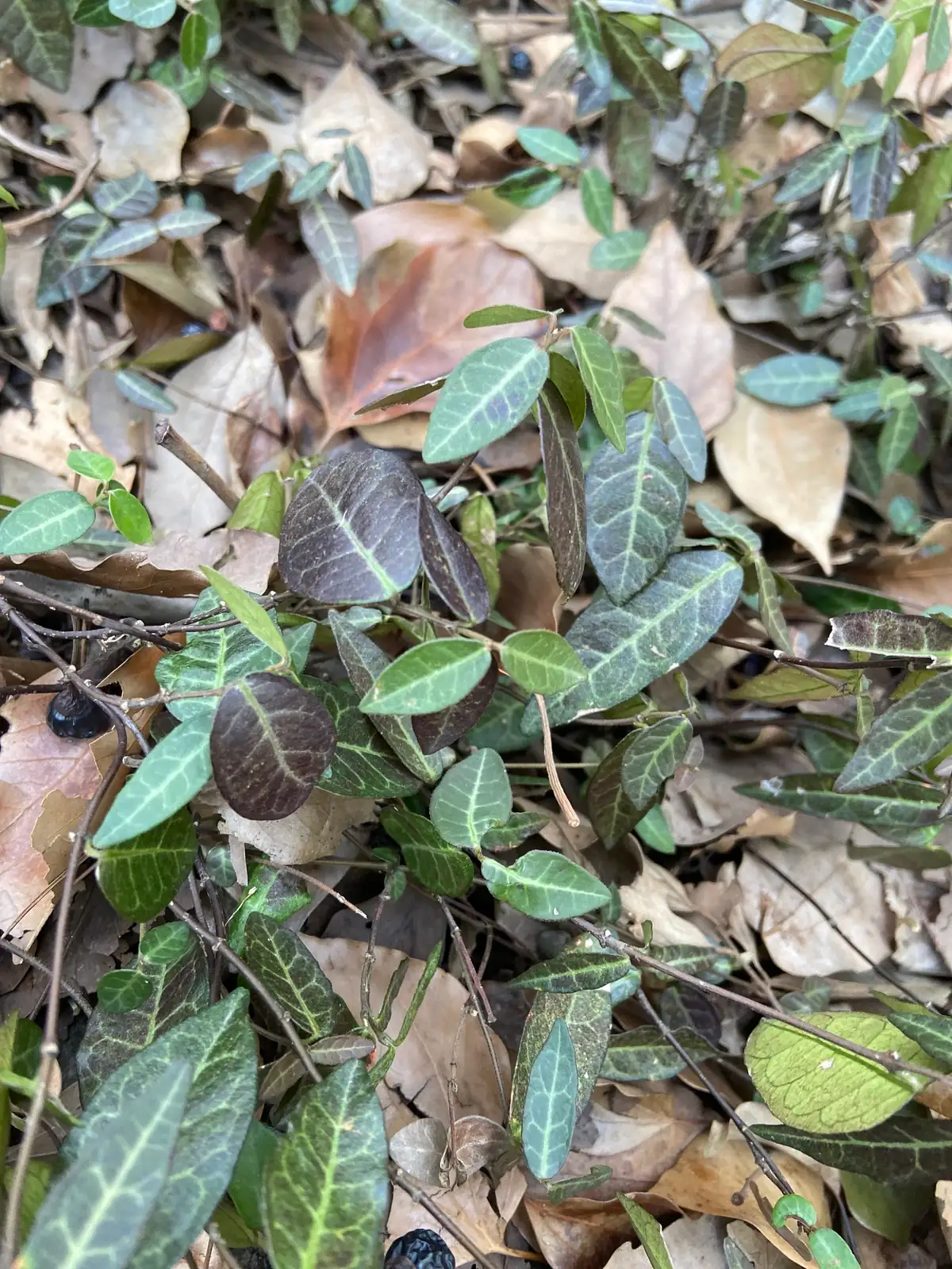 花叶络石 (Trachelospermum asiaticum 'Variegatum') — 更多视角
