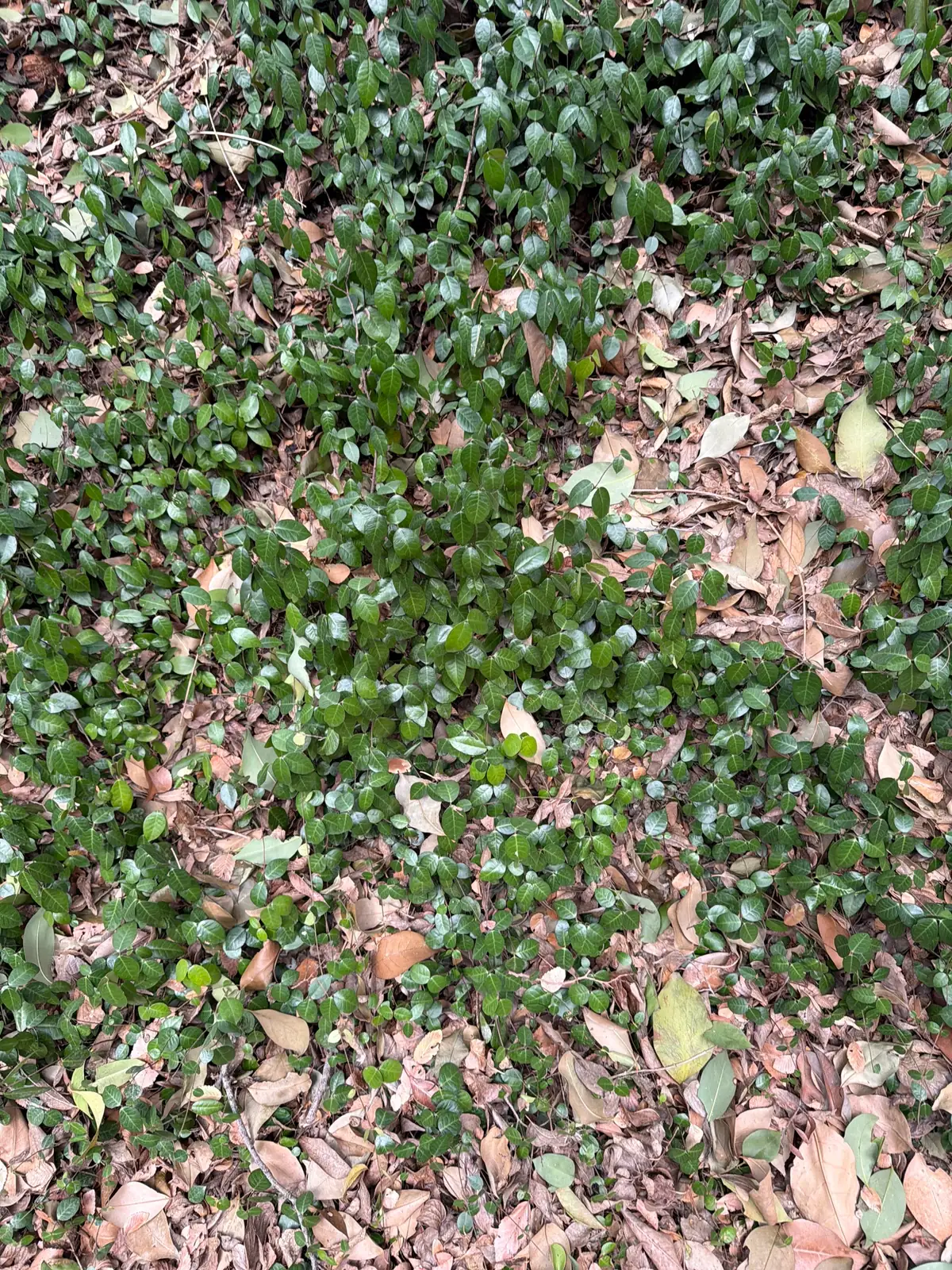 花叶络石 (Trachelospermum asiaticum 'Variegatum') — 更多视角