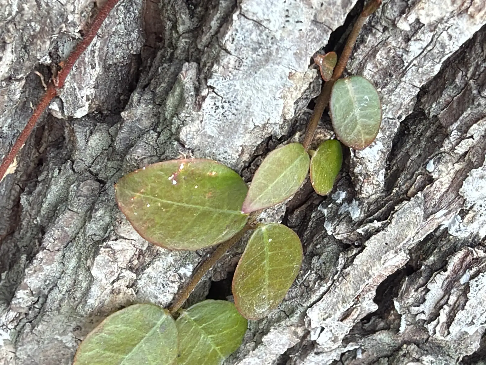 花叶络石 (Trachelospermum asiaticum 'Variegatum') — 更多视角