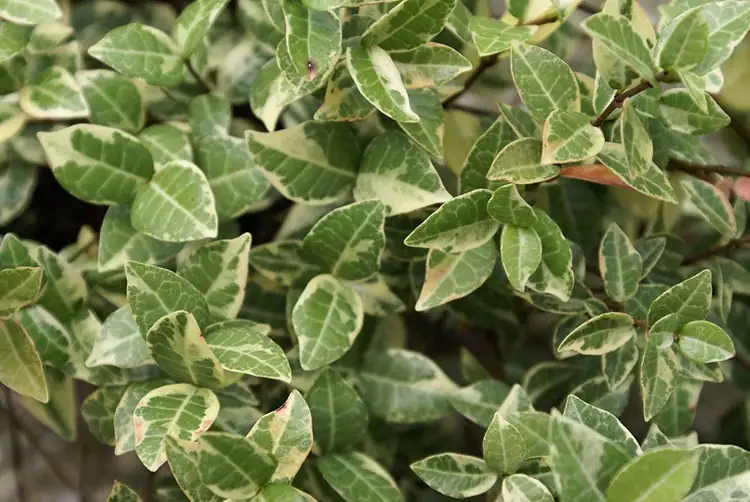 花叶络石 (Trachelospermum asiaticum 'Variegatum') — 特写