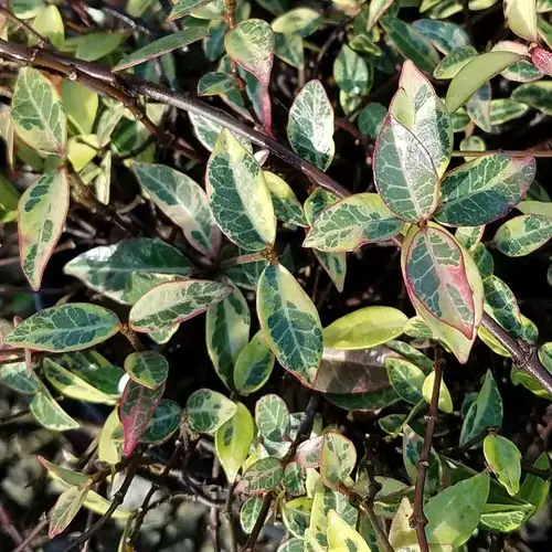 花叶络石 (Trachelospermum asiaticum 'Variegatum') — 环境展示