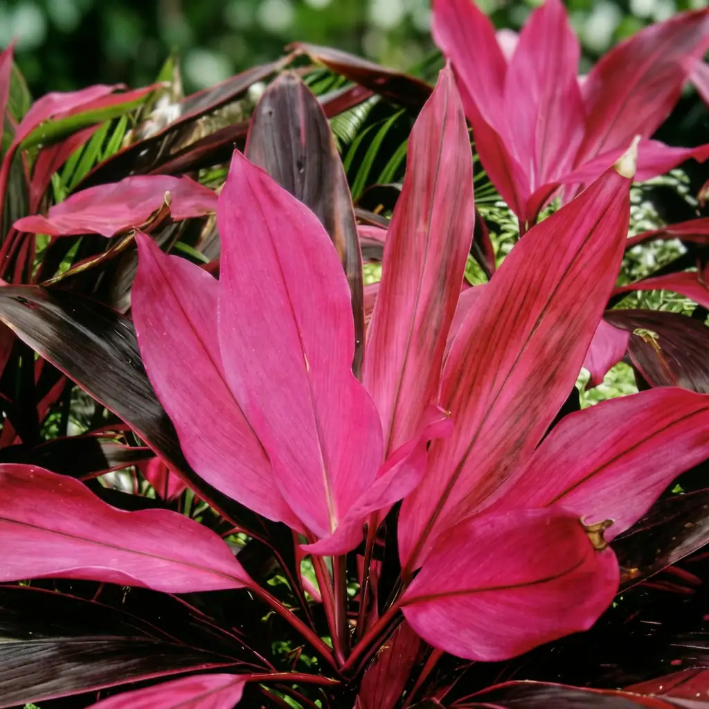 朱蕉 (Cordyline fruticosa) — 细节