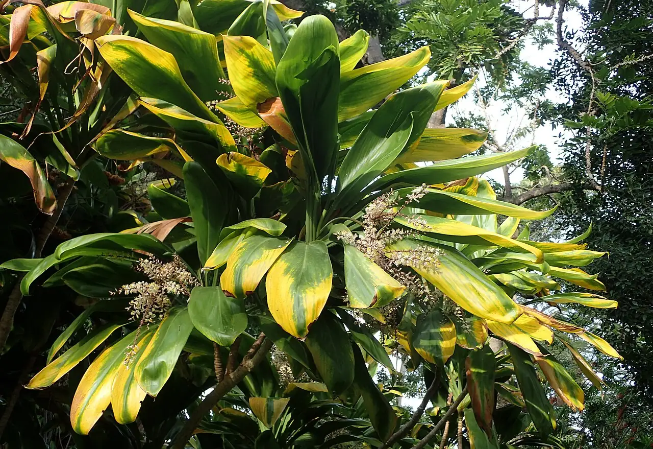 朱蕉 (Cordyline fruticosa) — 更多视角