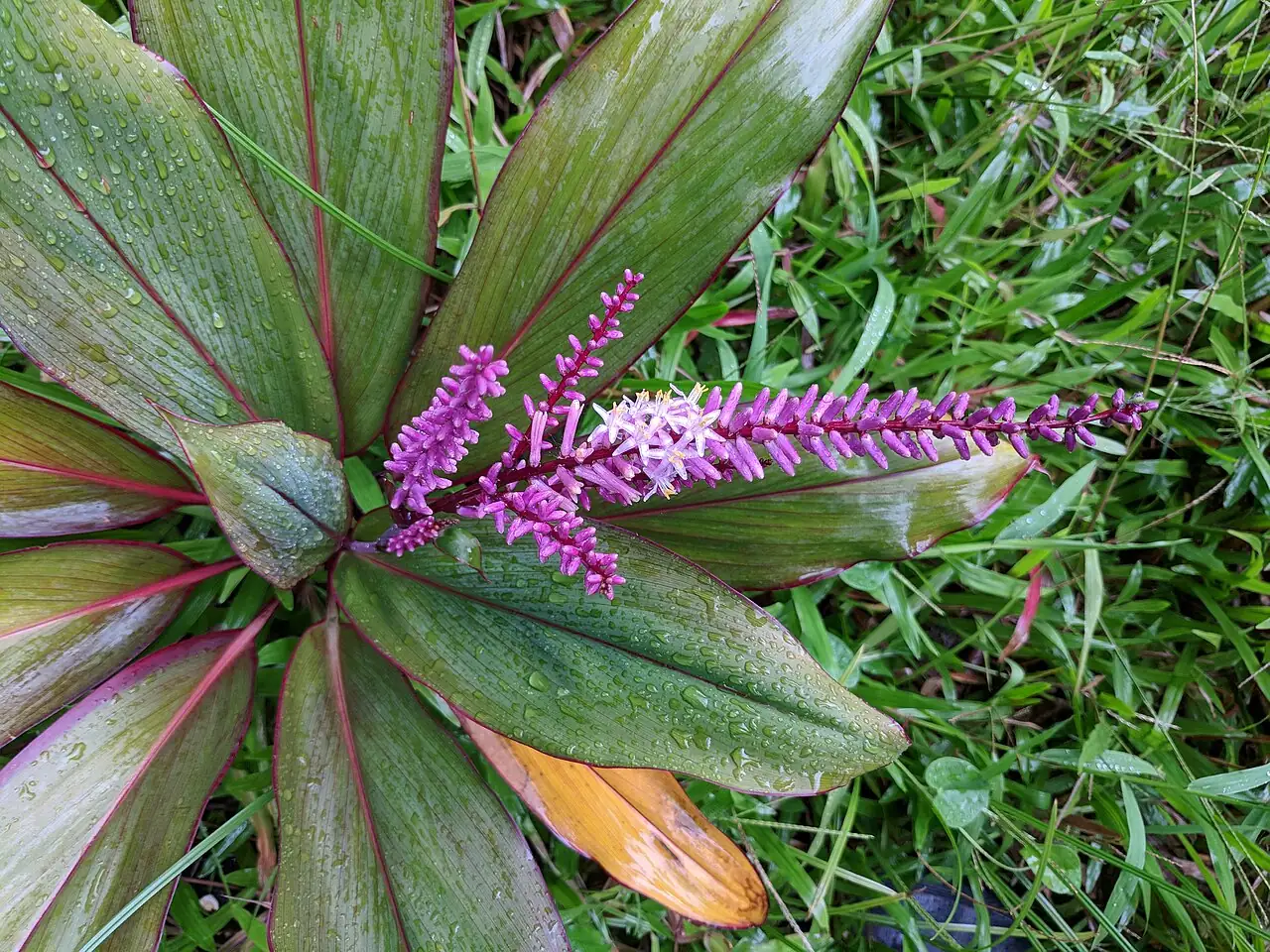 朱蕉 (Cordyline fruticosa) — 更多视角