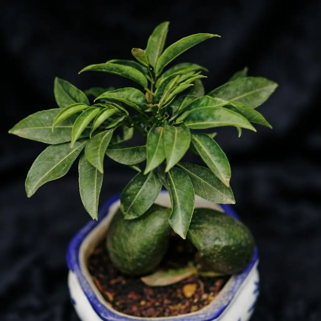 澳洲栗 (Castanospermum australe) — 主图
